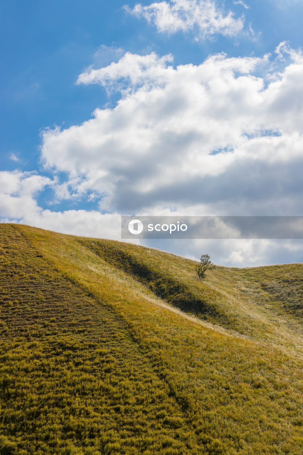 Green grass field under white clouds and blue sky