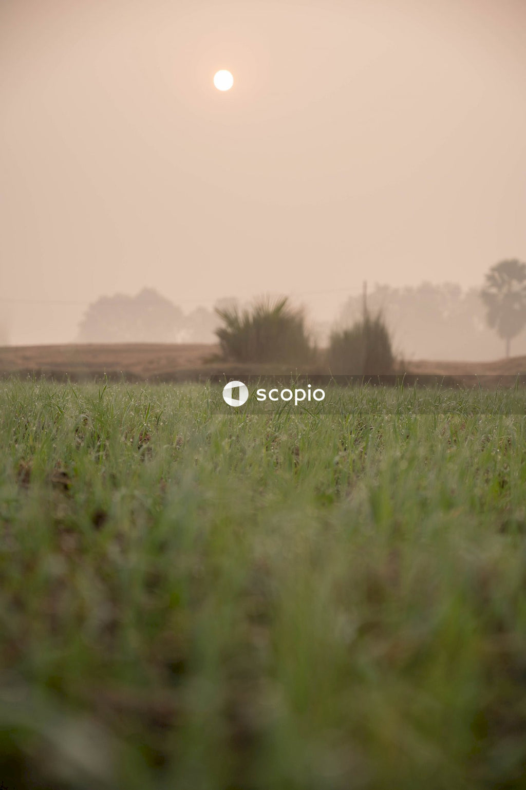 Green grass field under white sky