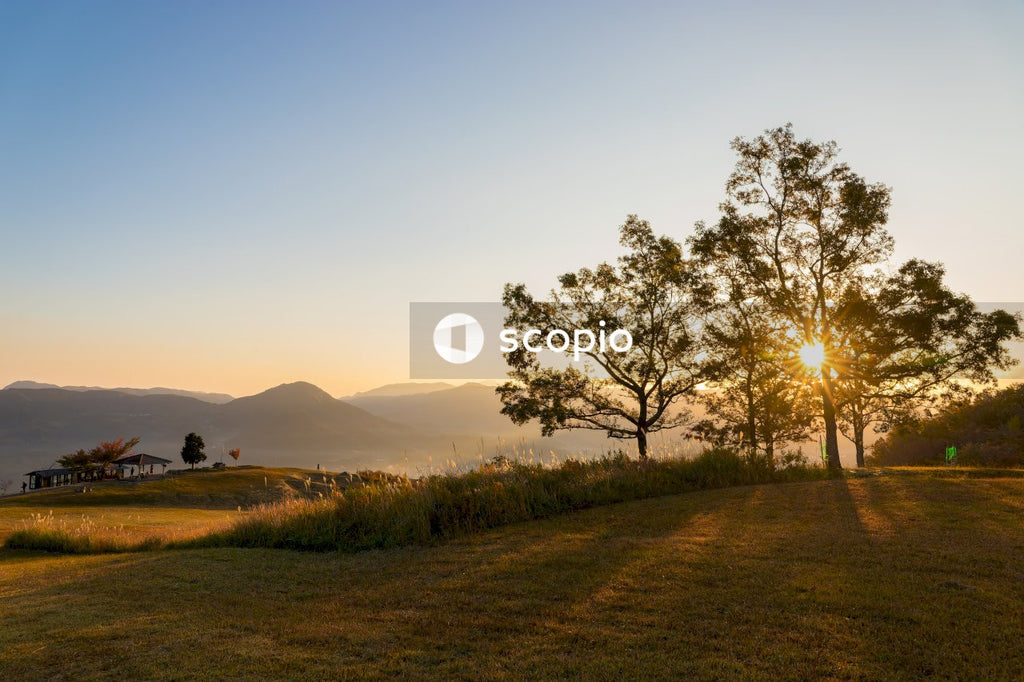 Green grass field with trees