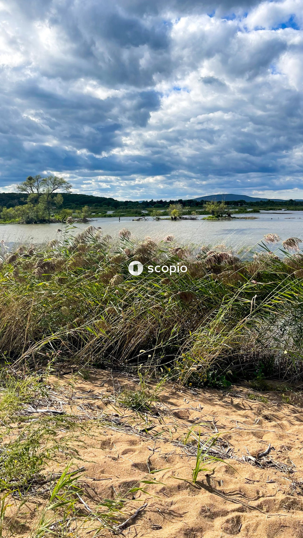 Green grass near body of water