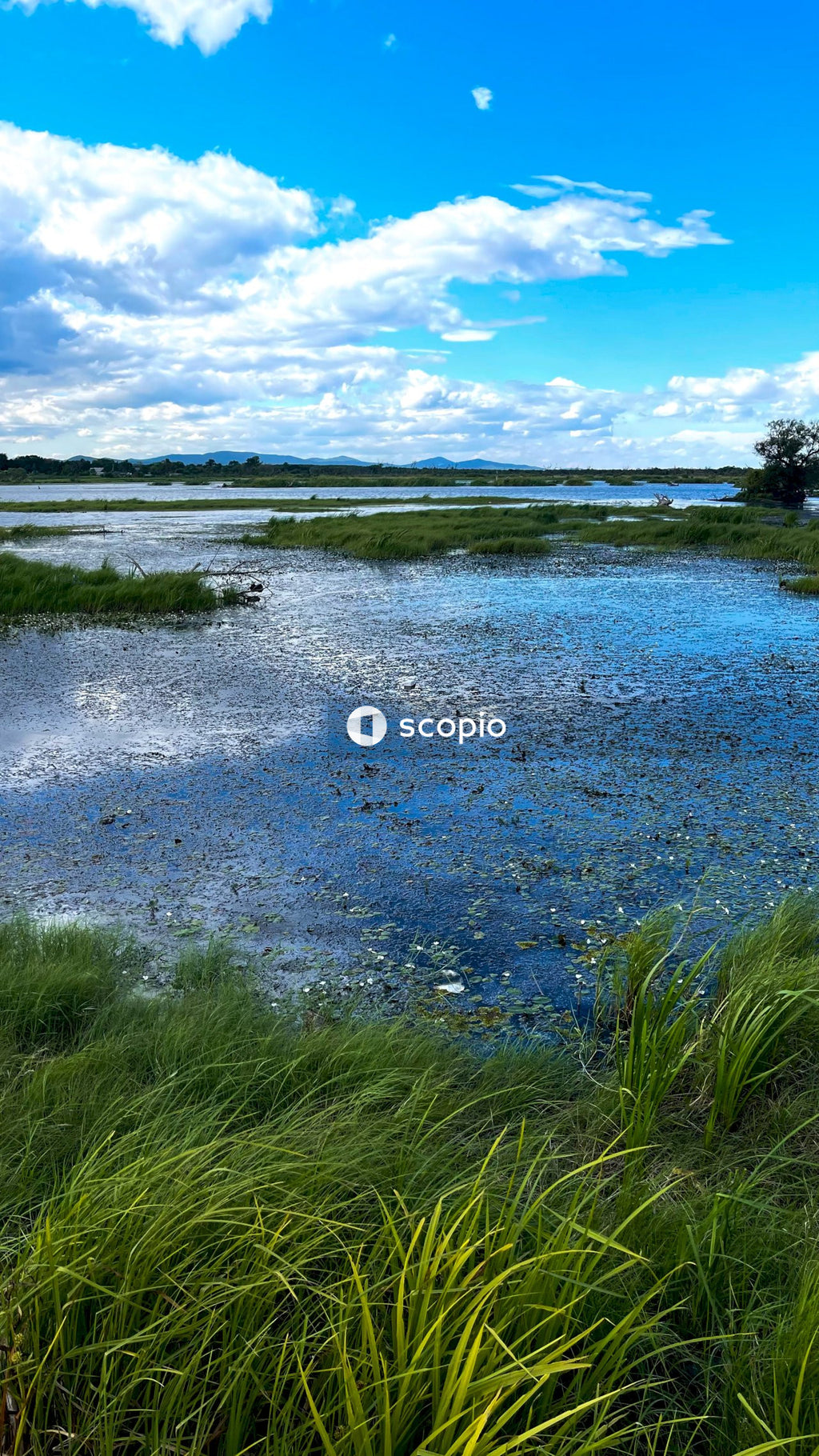 Green grass near body of water under blue sky