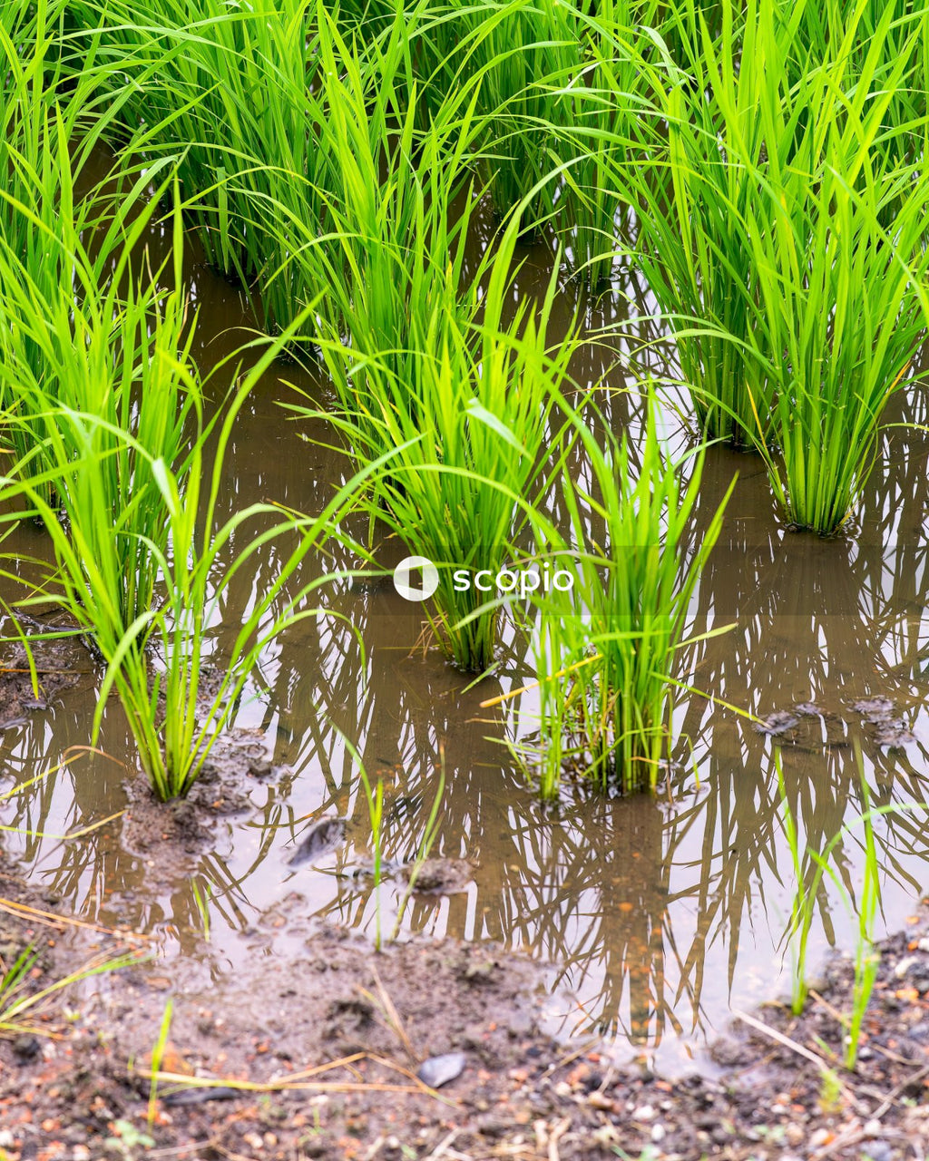 Green grass on body of water