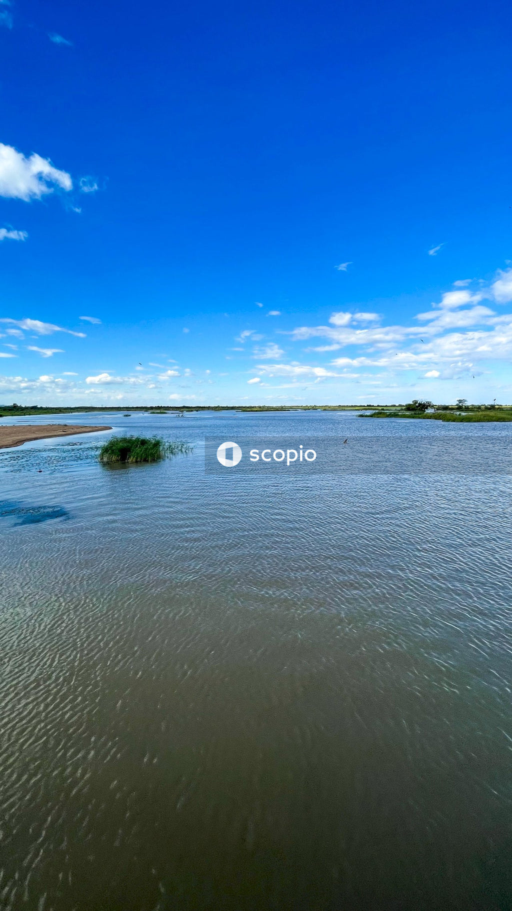 Green grass on body of water under blue sky