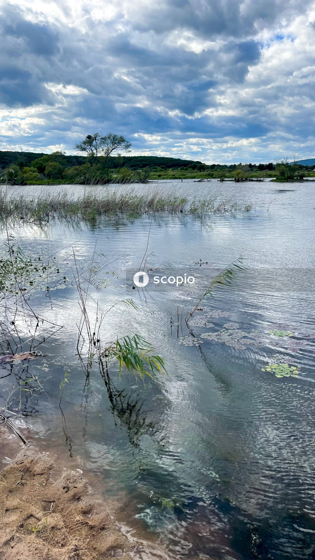 Green grass on body of water under cloudy sky