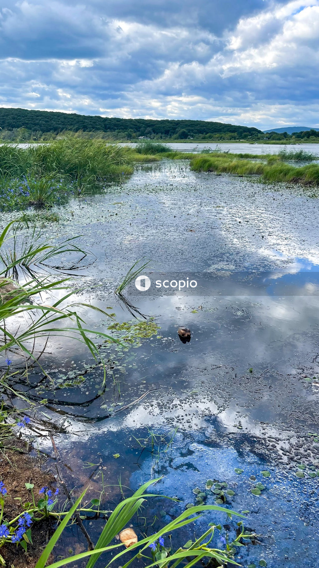 Green grass on white sand near body of water