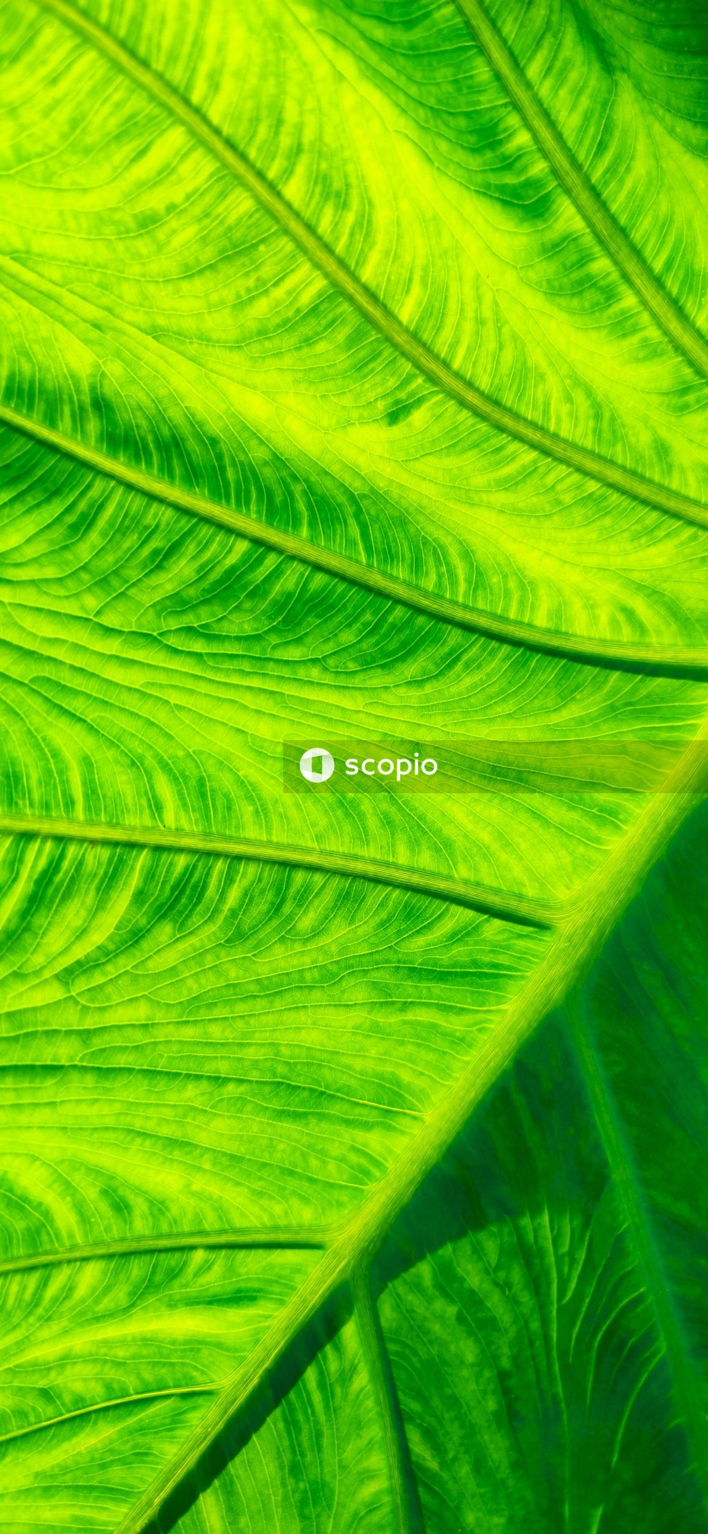 Green leaf in close up