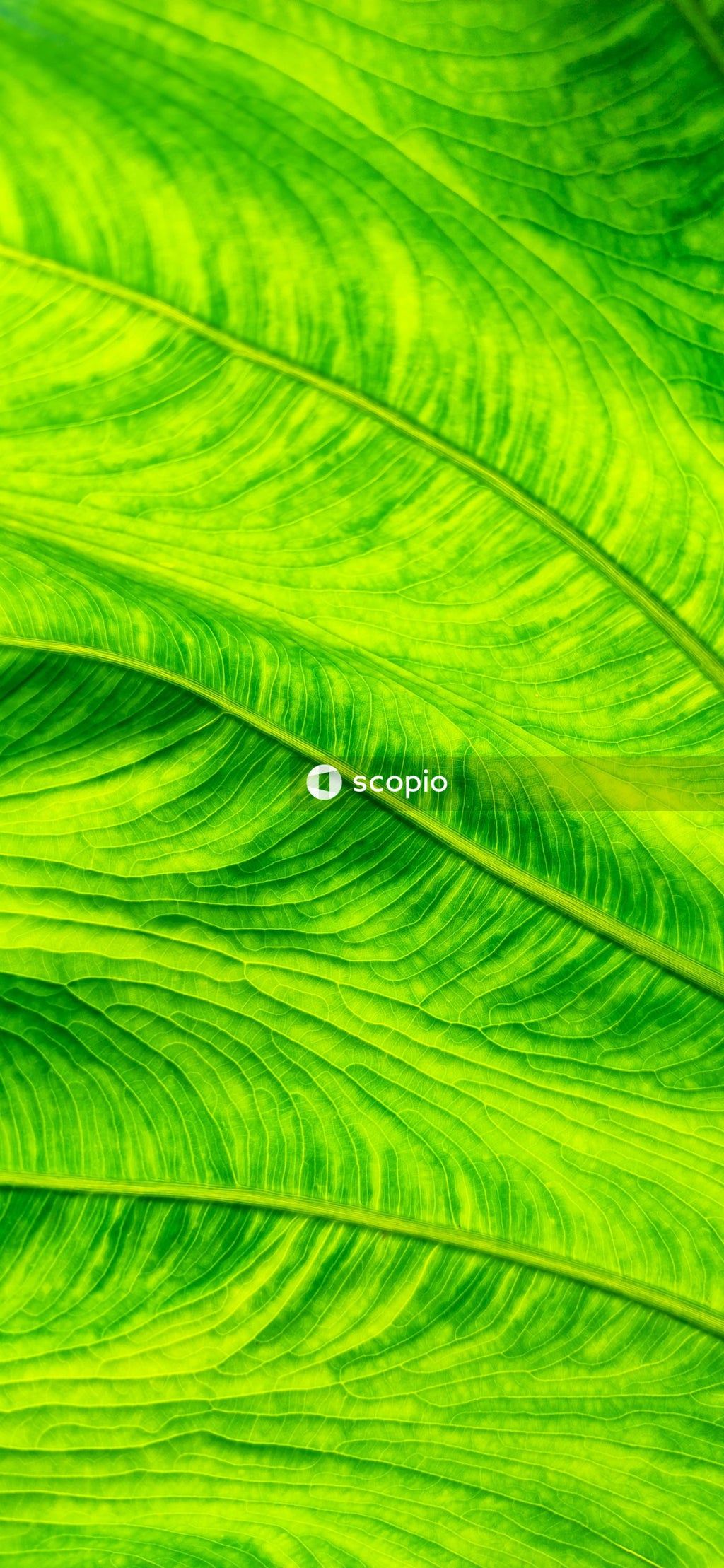 Green leaf in close up