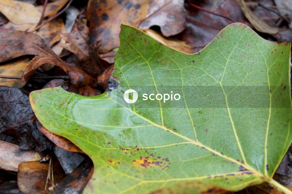 Green leaf on brown dried leaves
