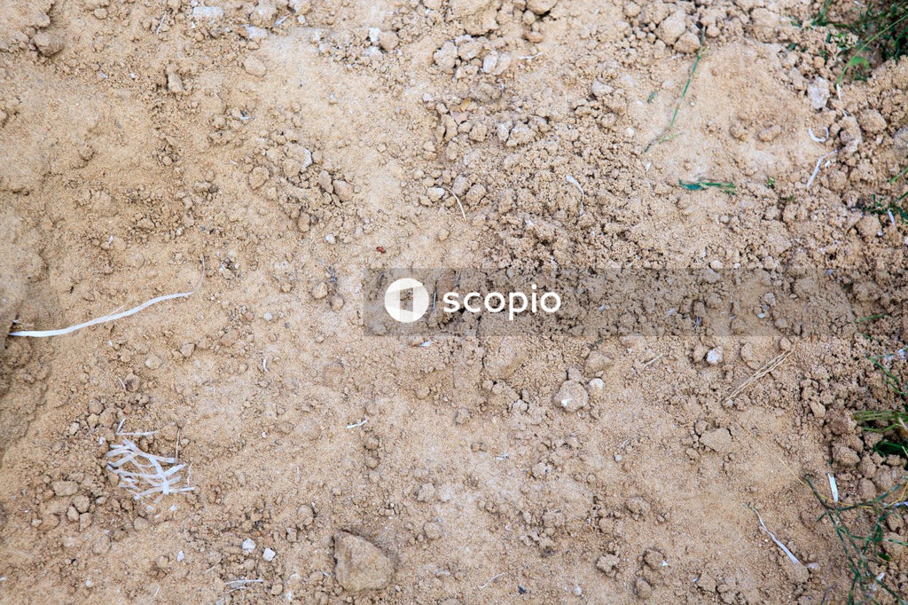 Green leaf on brown soil