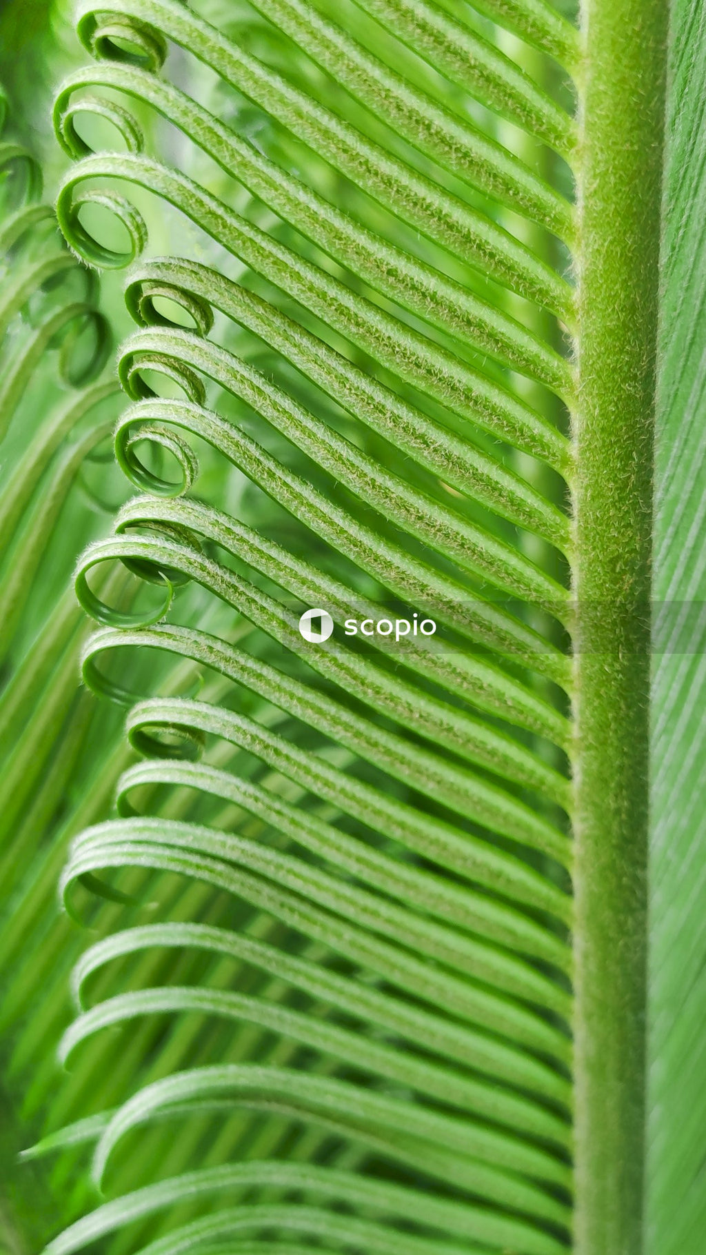 Green leaf plant in close up