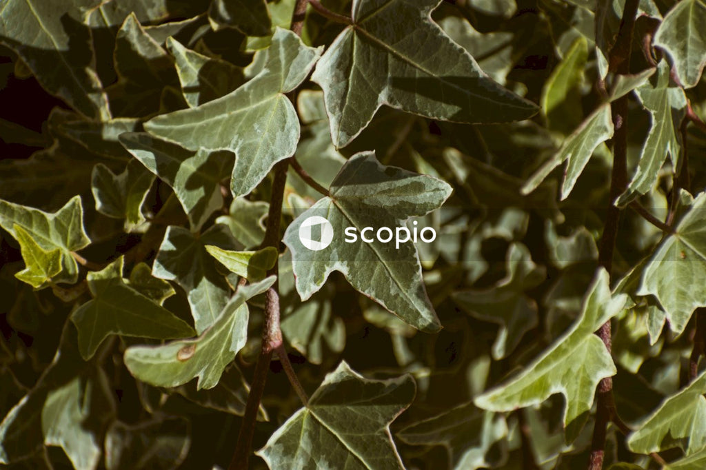 Green leaves in close up