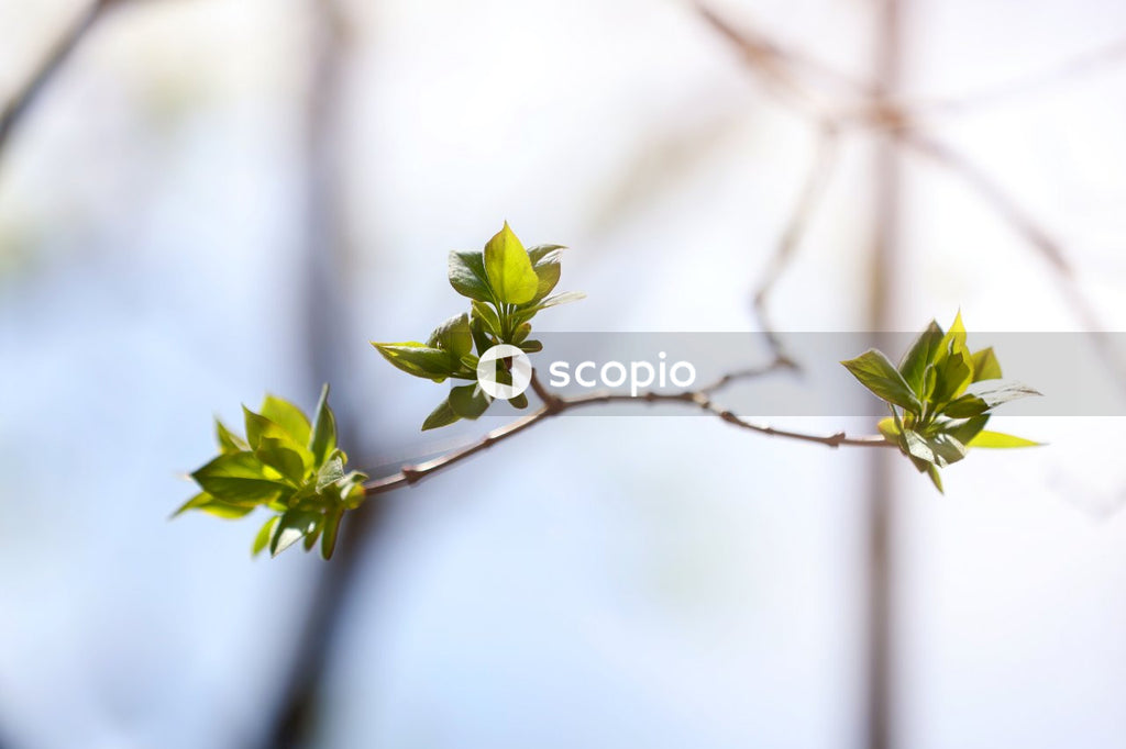 Green leaves on brown tree branch