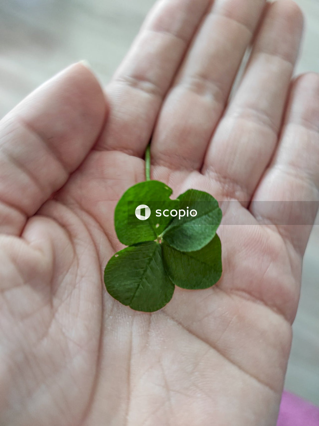 Green leaves on persons hand