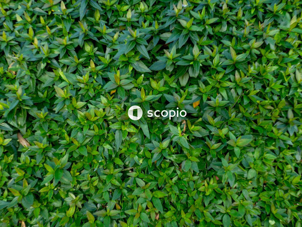 Green leaves plant