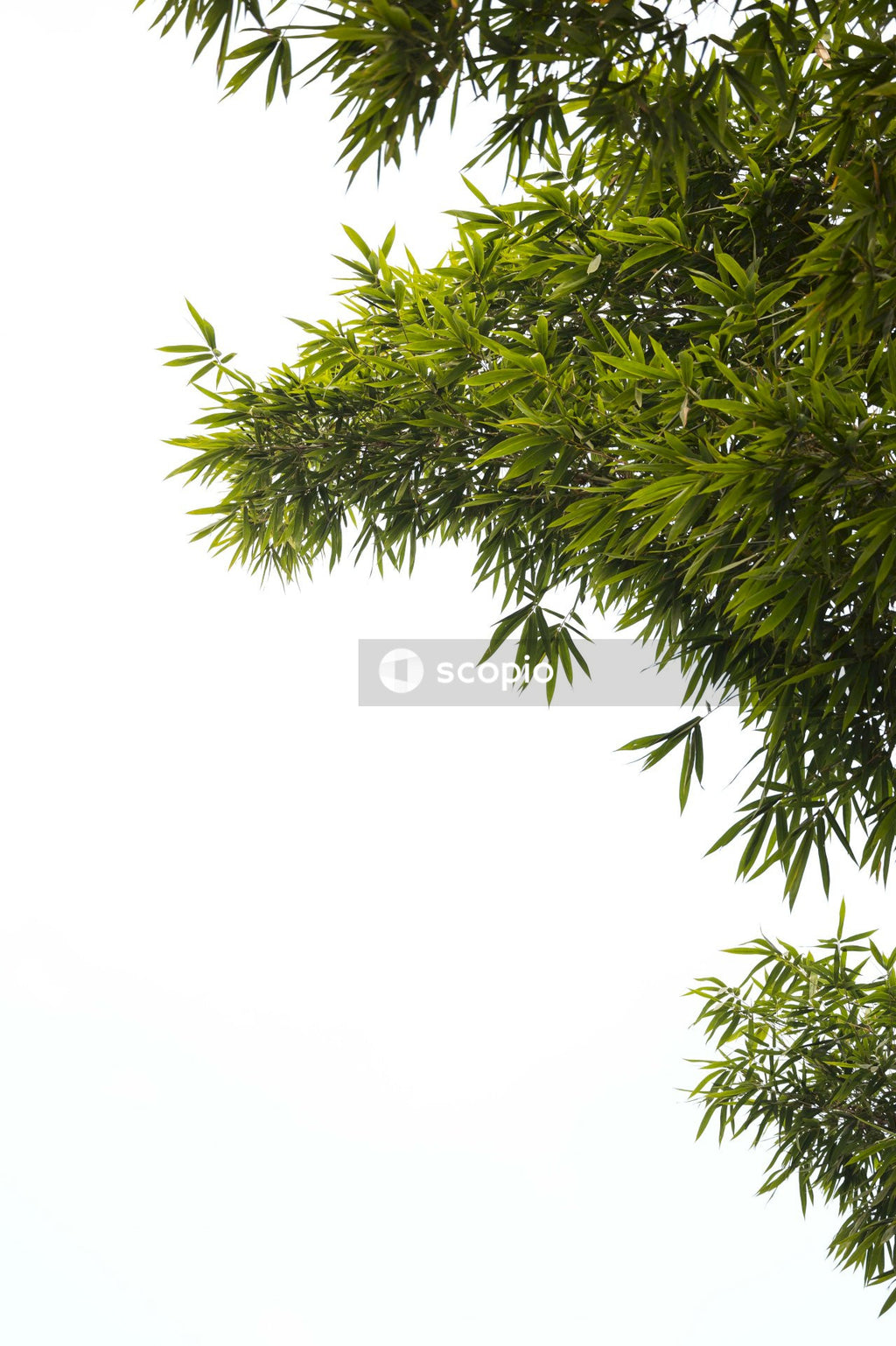 Green leaves under white sky