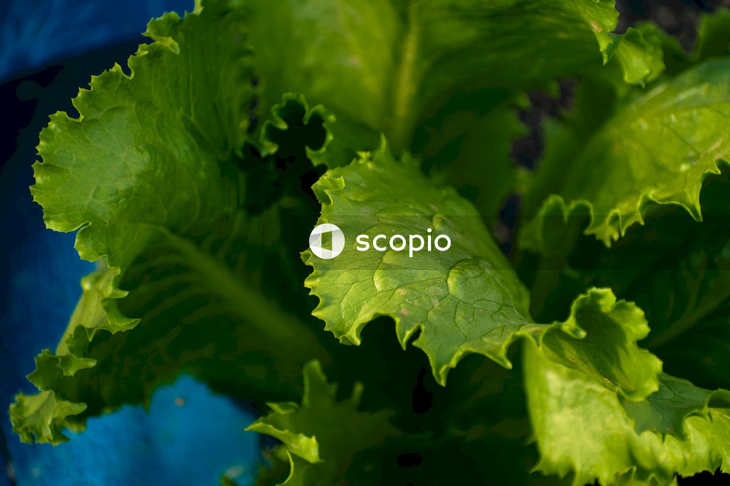 Green leaves with water droplets
