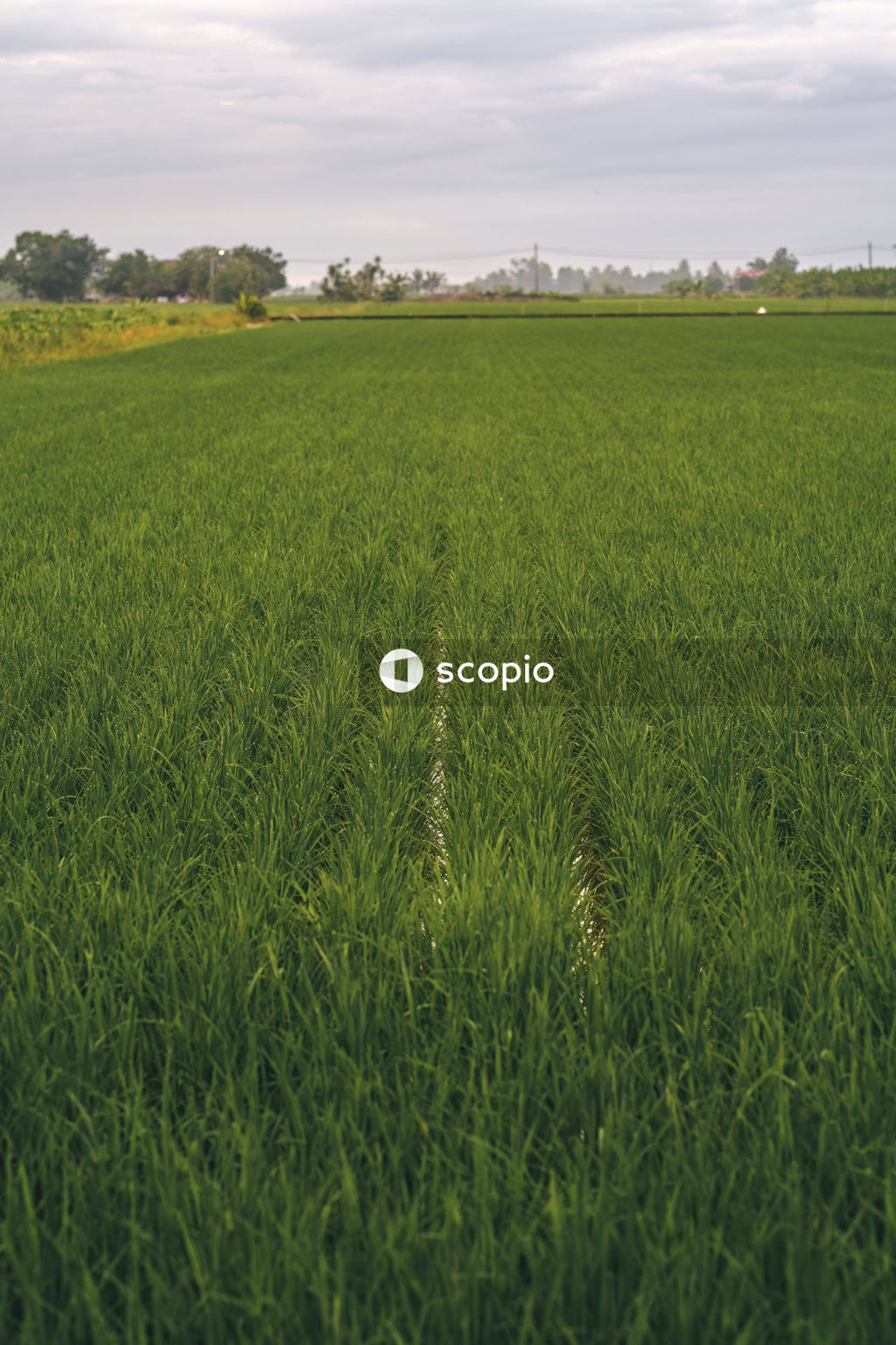 Green paddy field under white sky