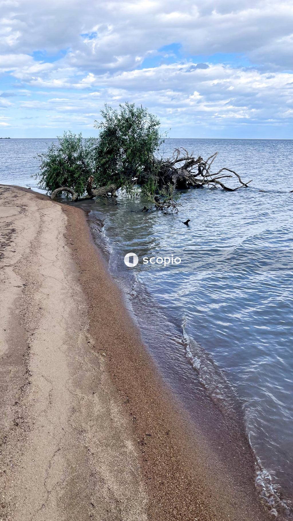 Green palm tree on brown sand beside body of water