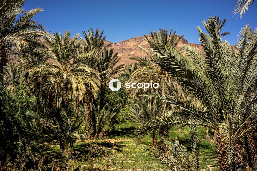 Green palm trees on brown mountain under blue sky