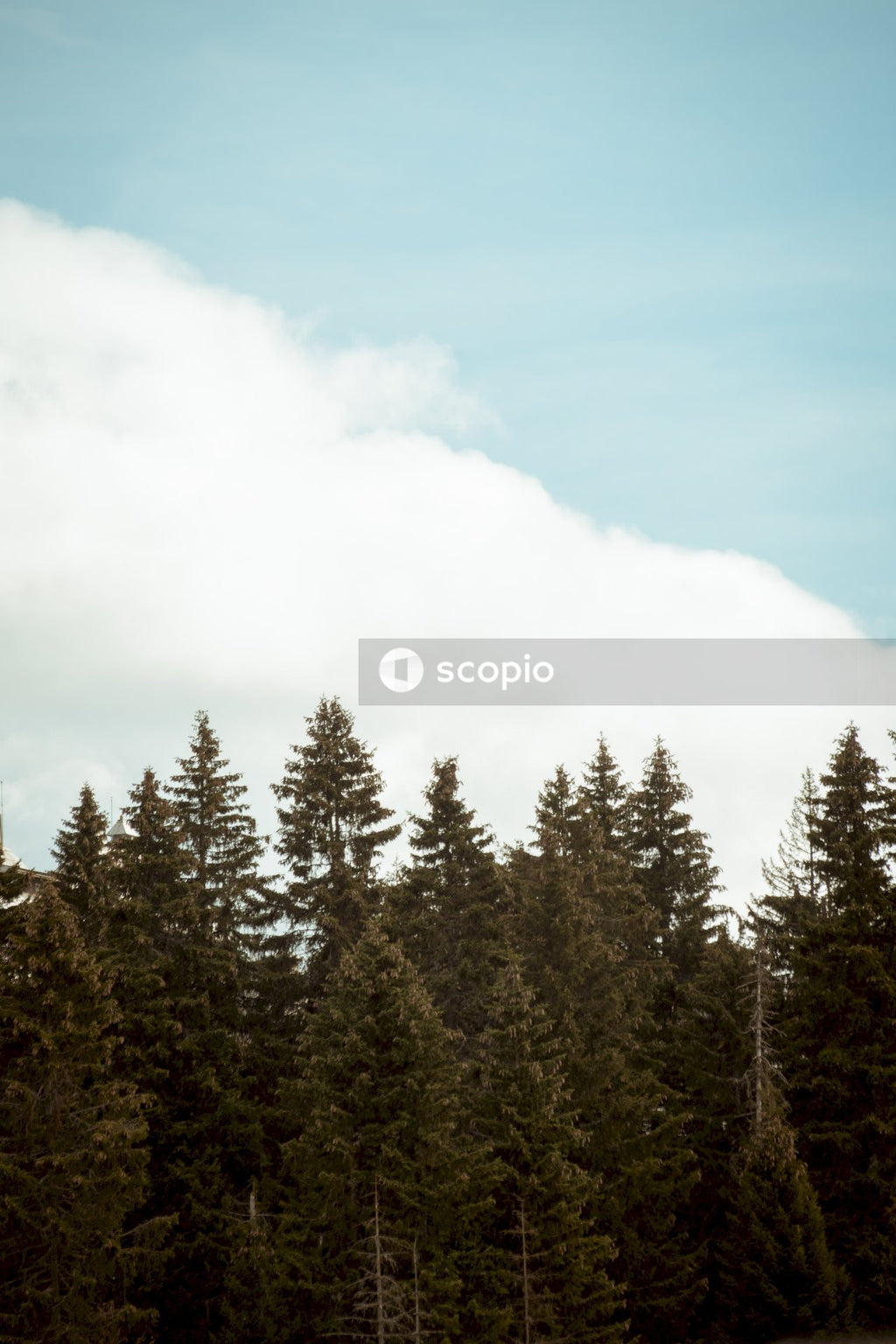 Green pine trees under white clouds and blue sky