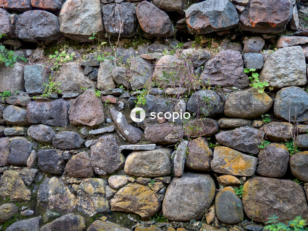 Green plant on brown and gray stone wall