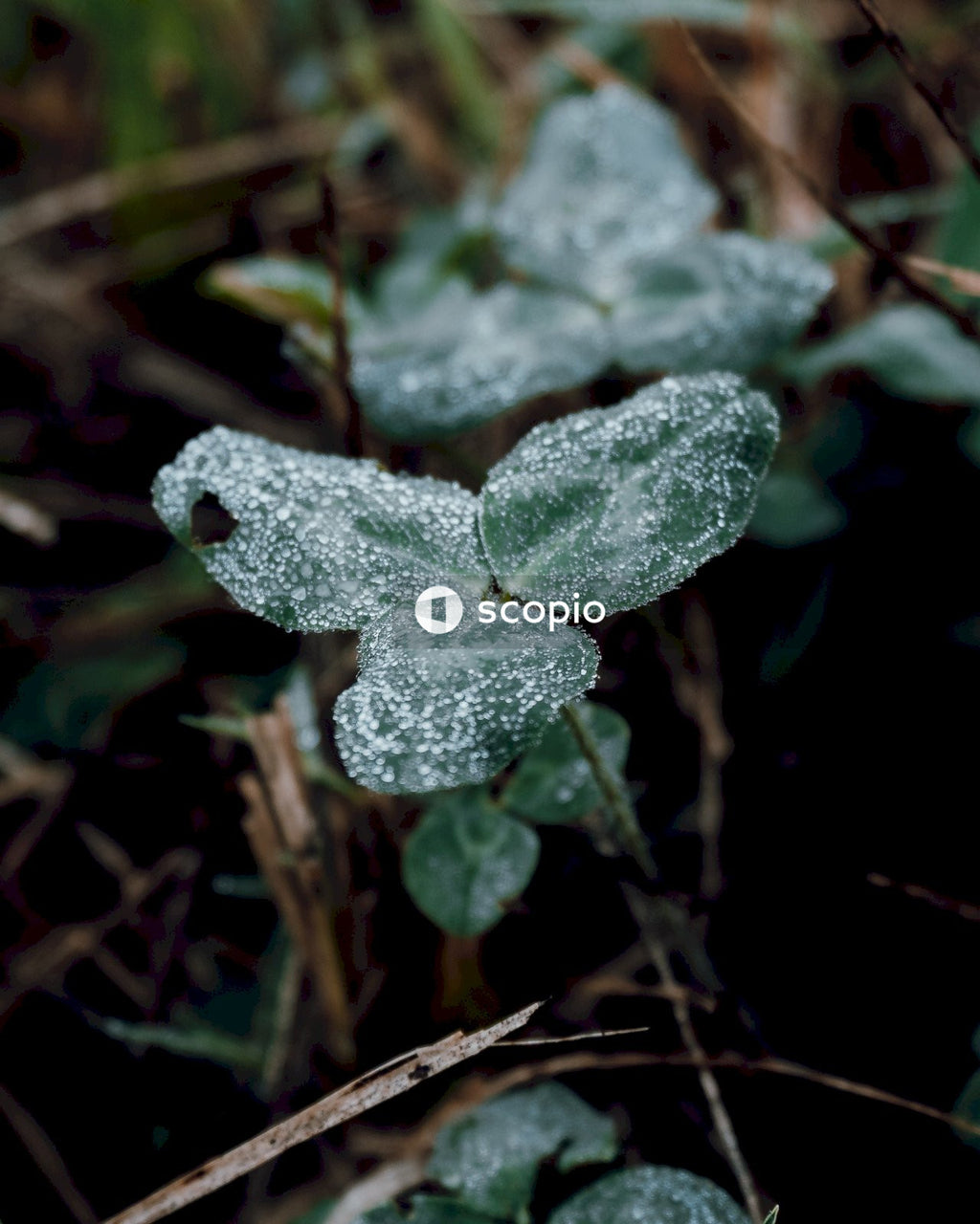 Green plant on brown soil