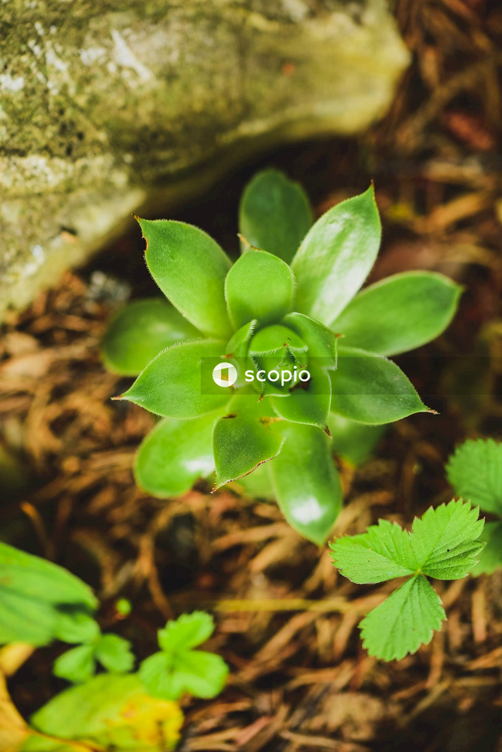 Green plant on brown soil