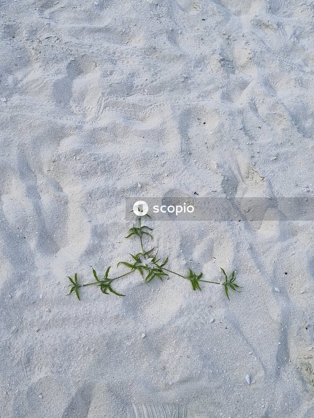 Green plant on white sand
