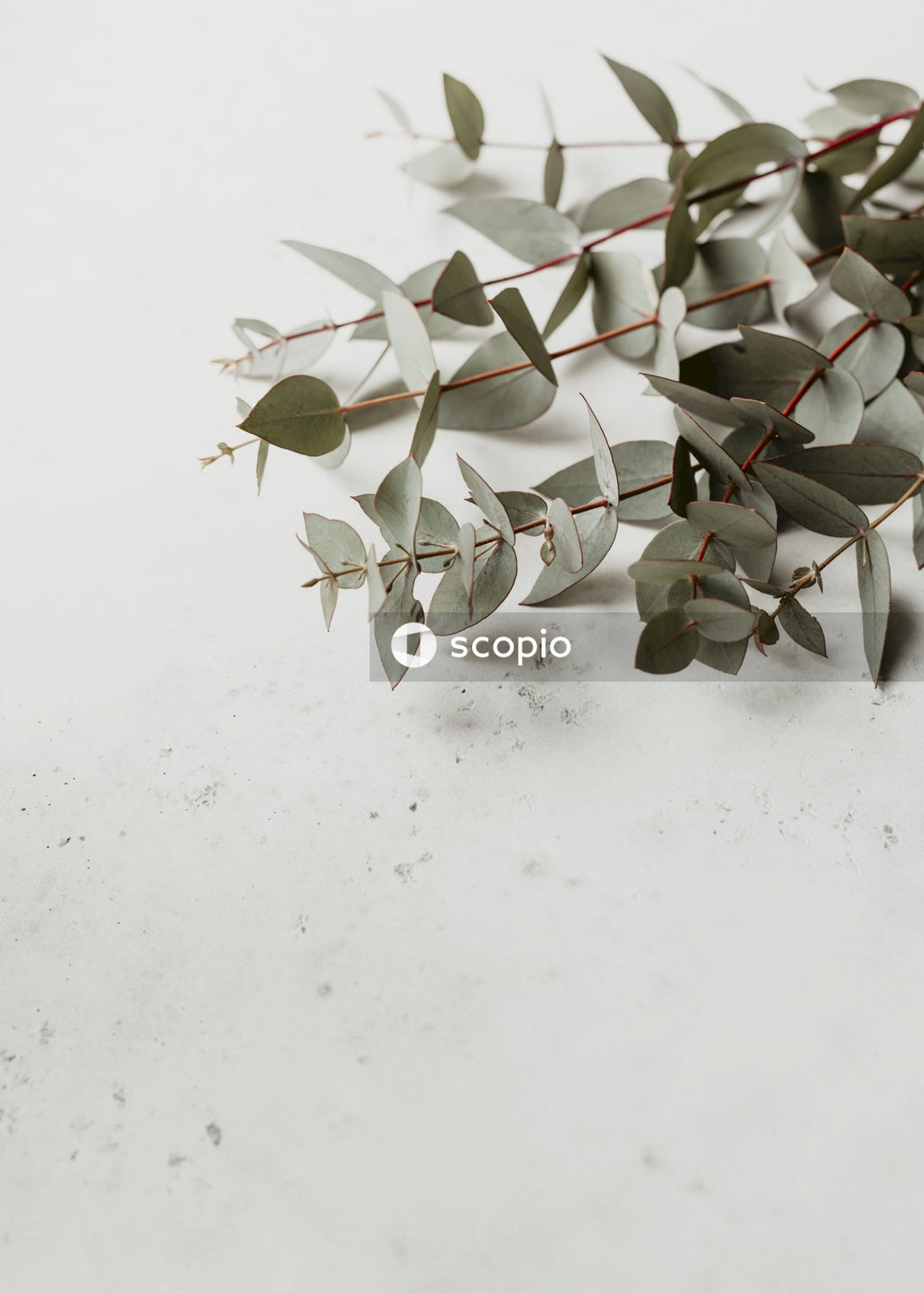Green plant on white snow