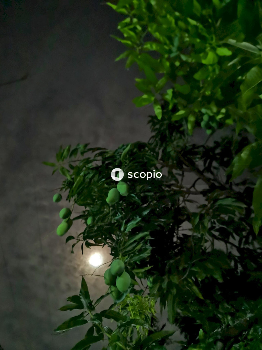 Green plant with white light