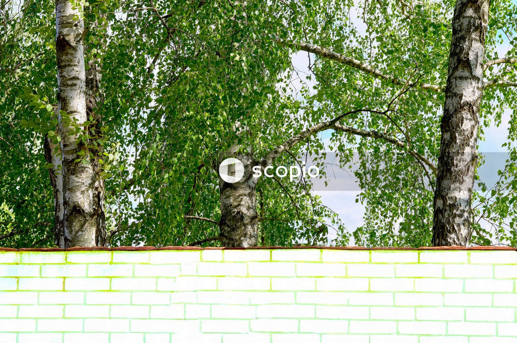 Green tree beside white wall