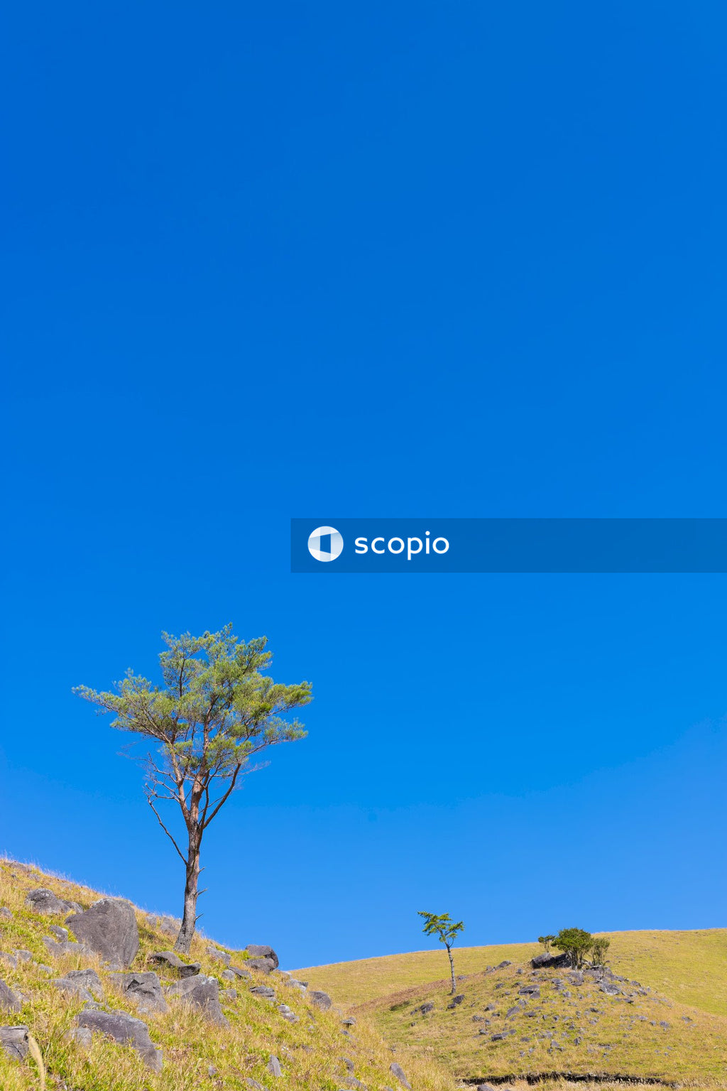 Green tree on brown field under blue sky