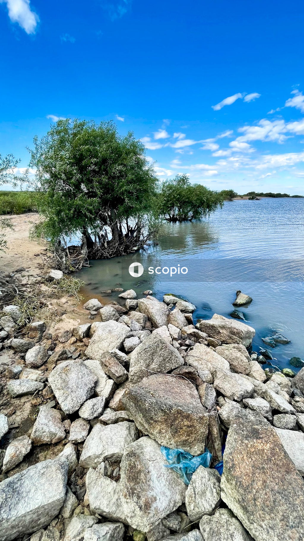 Green trees beside body of water