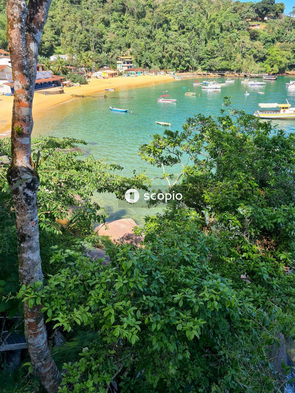 Green trees beside body of water