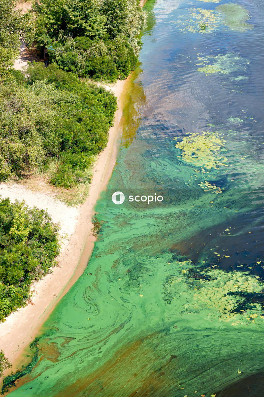 Green trees beside body of water
