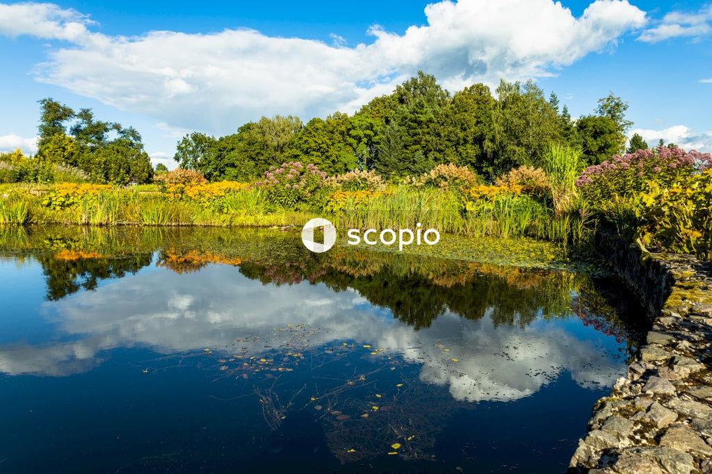 Green trees beside lake under blue sky