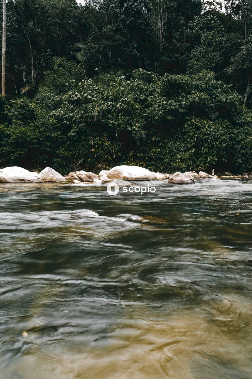 Green trees beside river