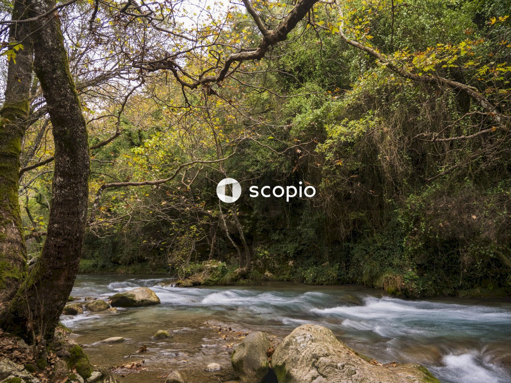Green trees beside river