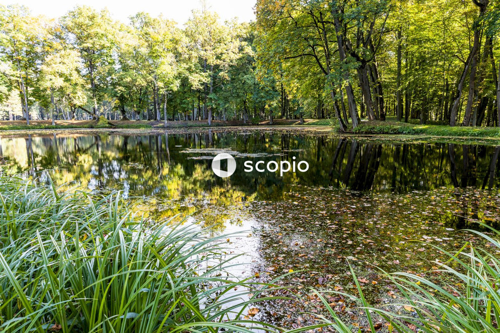 Green trees beside river