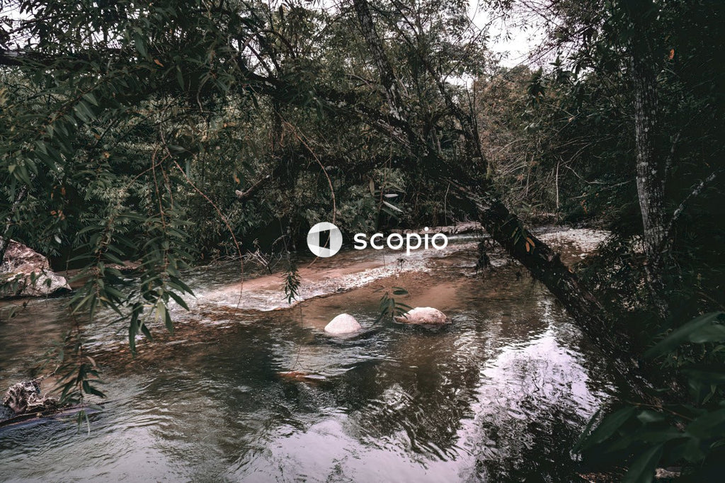 Green trees beside river