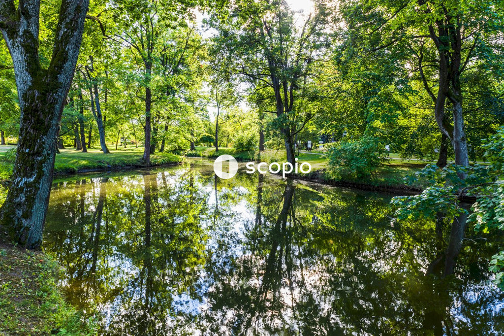 Green trees beside river