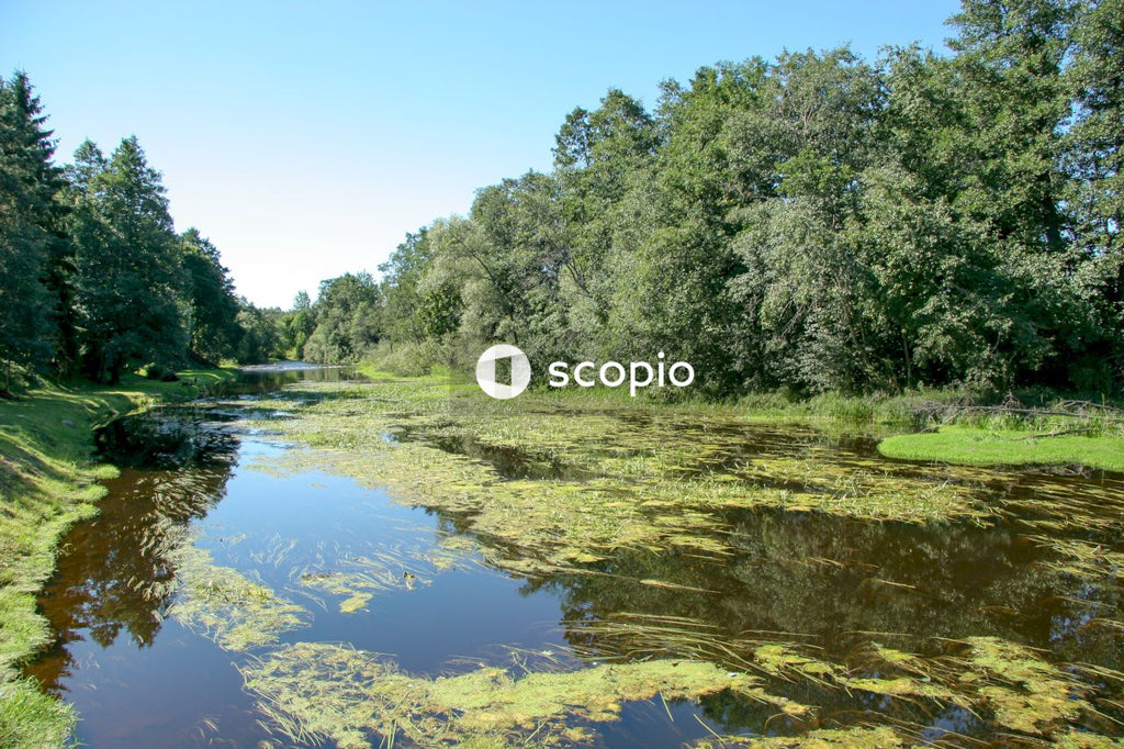Green trees beside river under blue sky