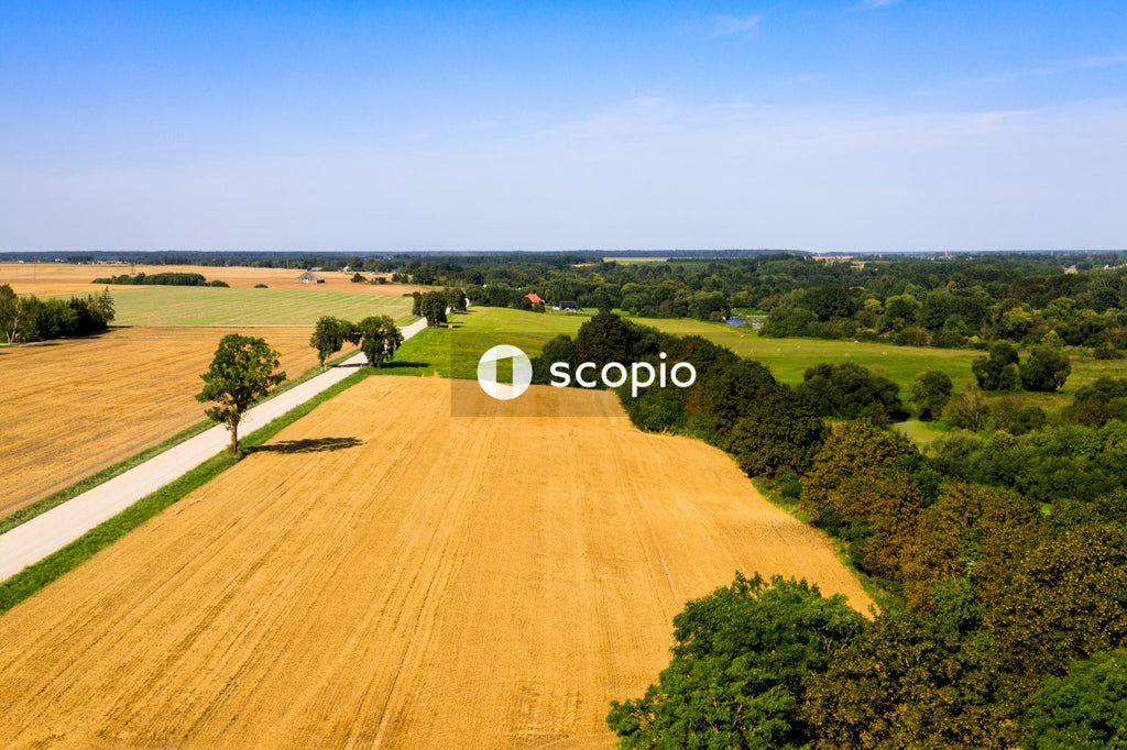 Green trees on brown field under blue sky