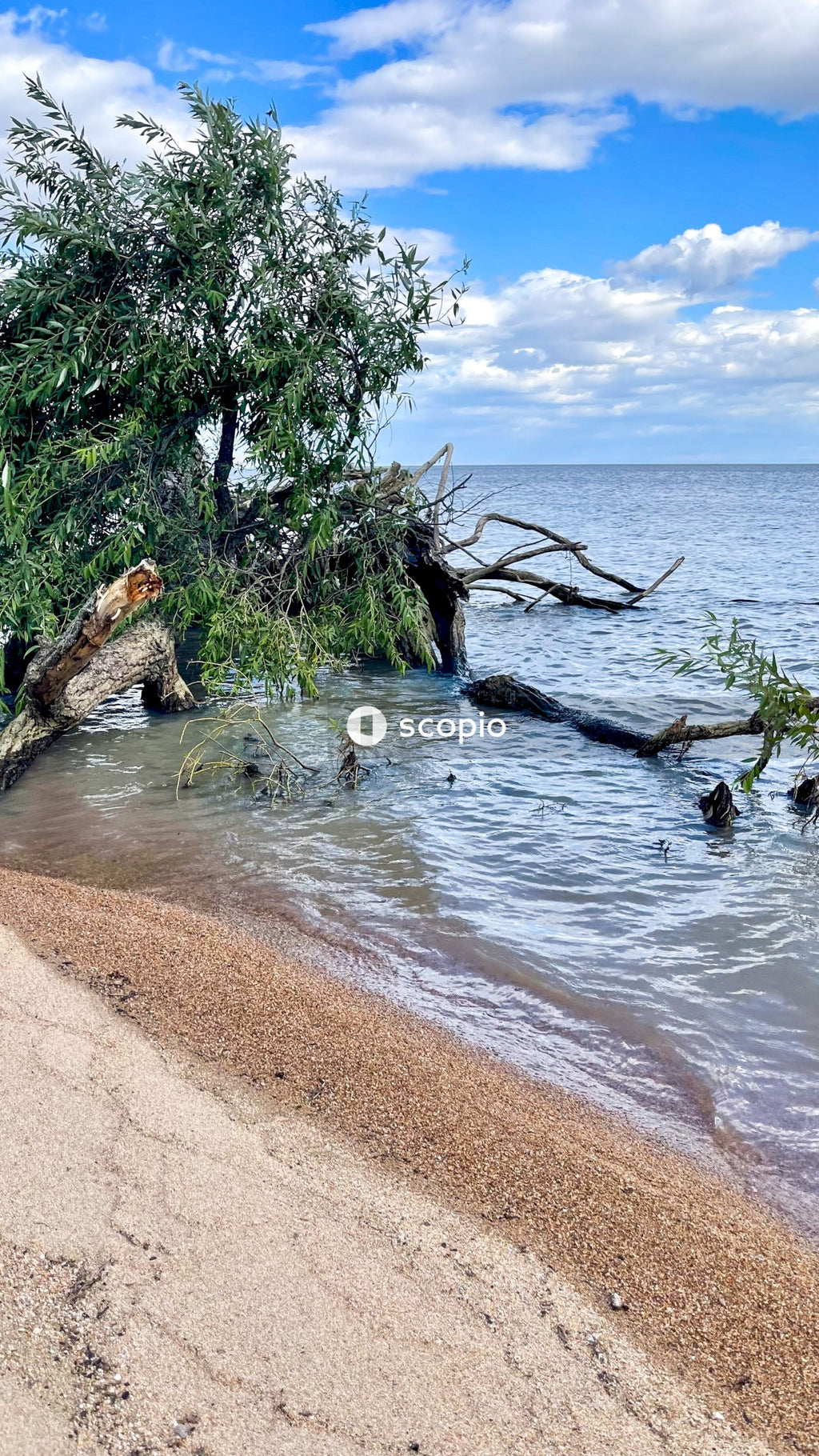 Green trees on brown sand near body of water
