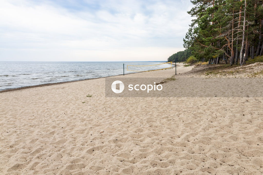 Green trees on brown sand near sea