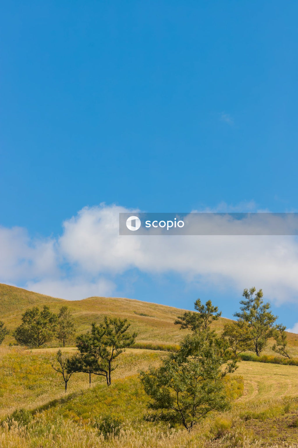 Green trees on green grass field under blue sky