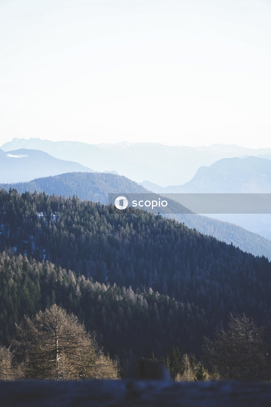 Green trees on mountain