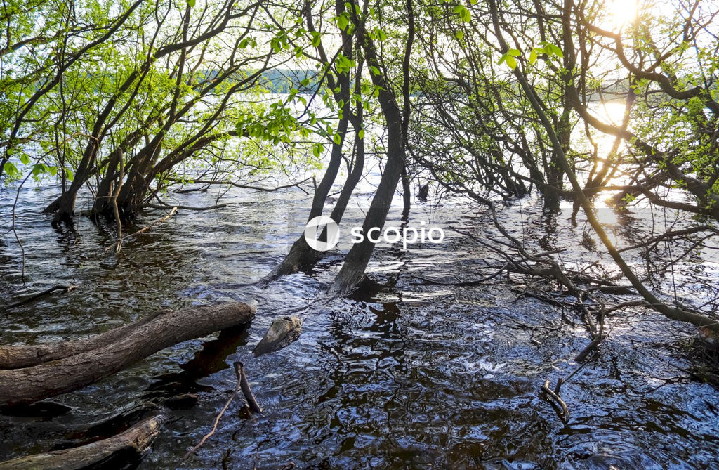 Green trees on river bank