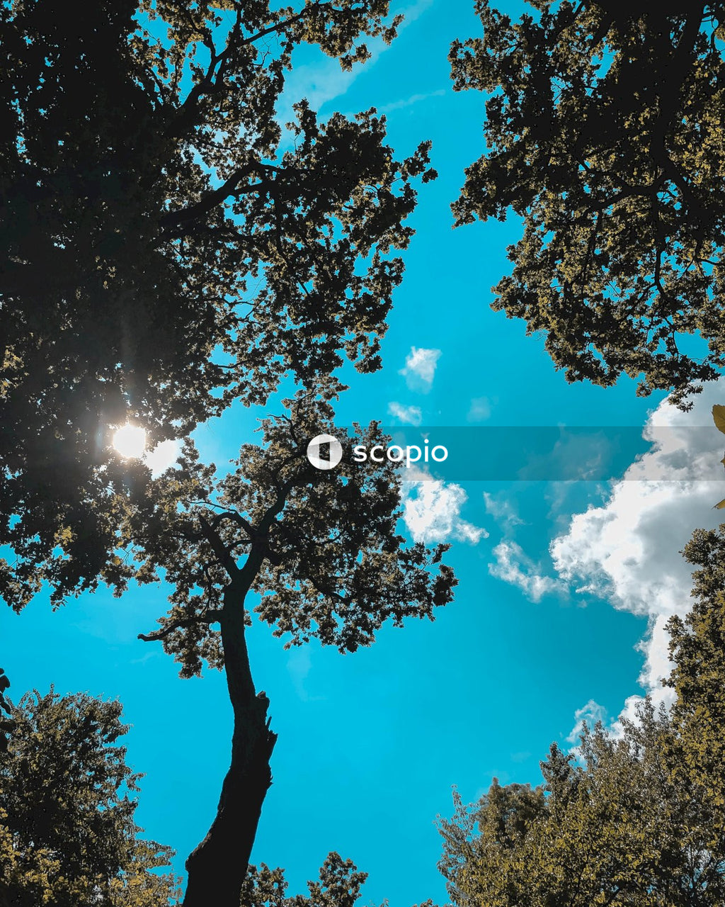Green trees under blue sky