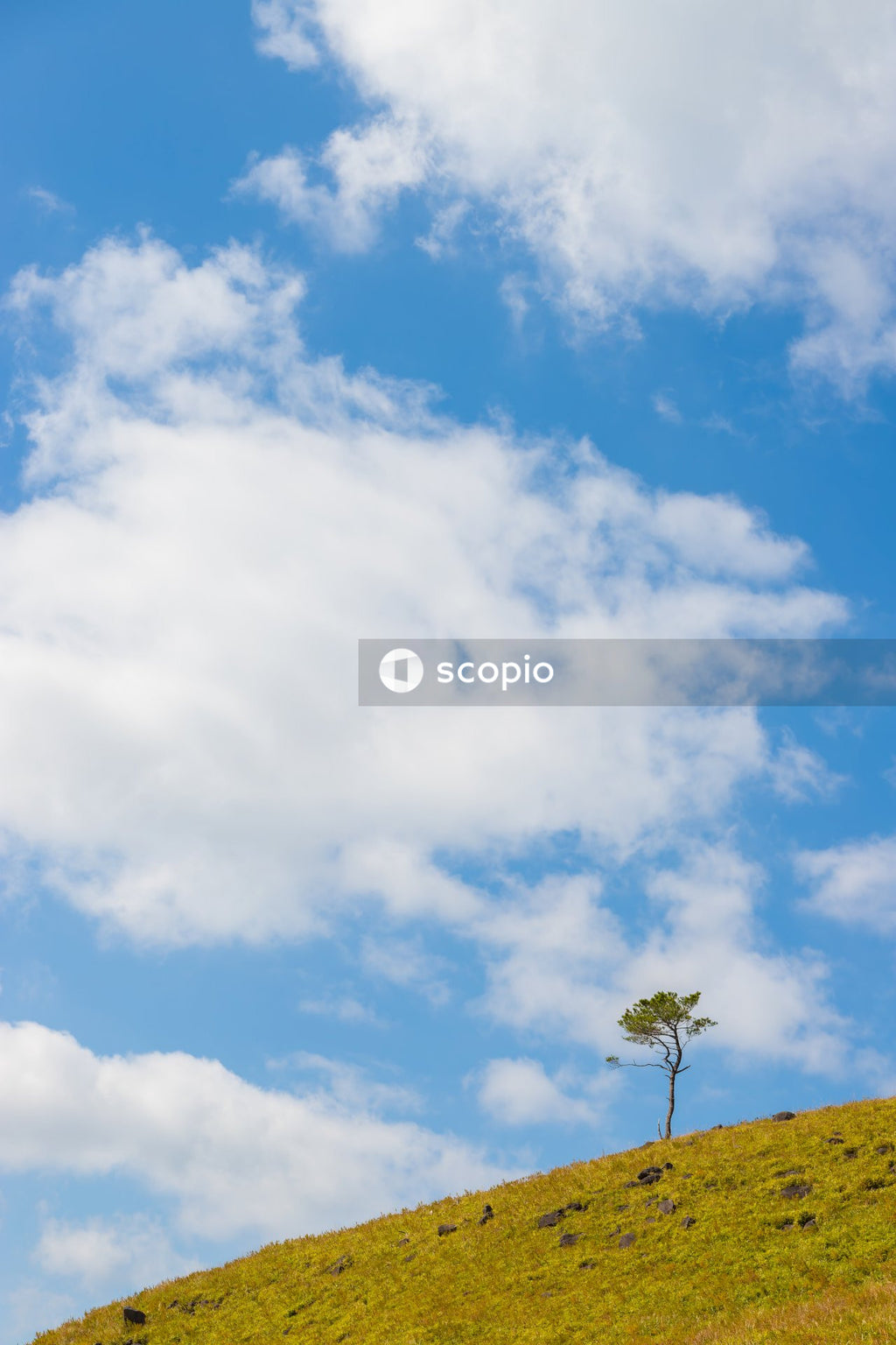 Green trees under blue sky and white clouds